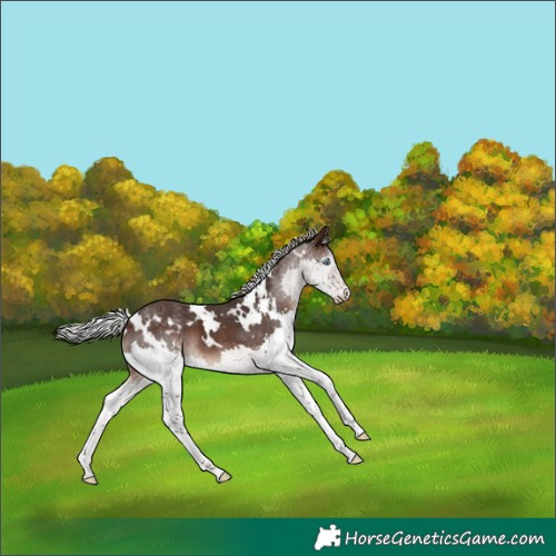 Horse Color:White Spotted Silver Brown Splash