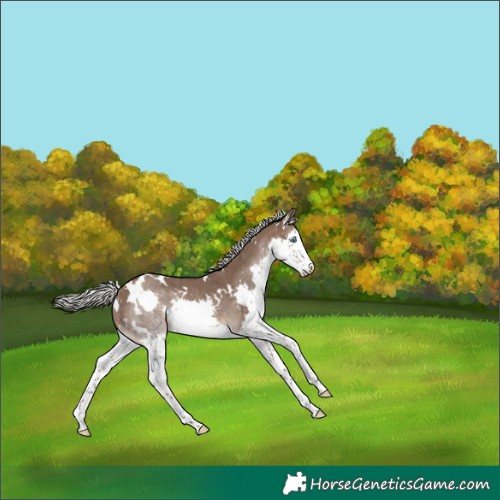 Horse Color:White Spotted Silver Brown Dun Splash Rabicano