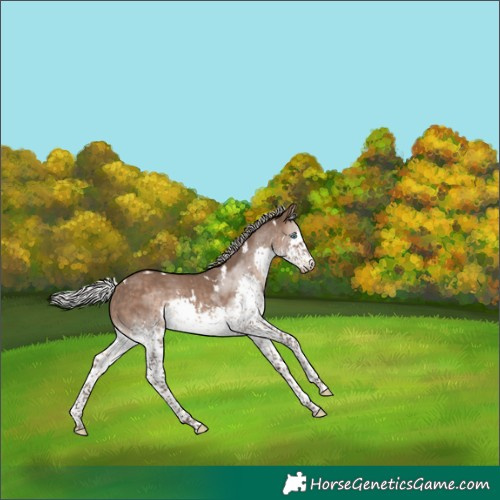 Horse Color:White Spotted Silver Brown Dun Splash Rabicano 