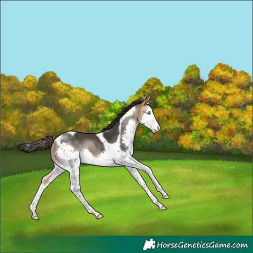 Horse Color:Buckskin Splash Tobiano