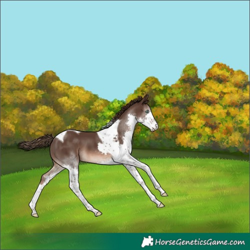 Horse Color:Liver Chestnut Splash Tobiano