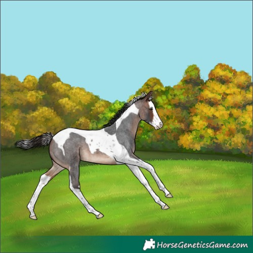 Horse Color:Bay Roan Splash Tobiano 