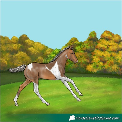 Horse Color:Silver Buckskin Tobiano