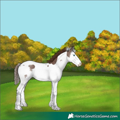 Horse Color:Liver Chestnut Splash Tobiano