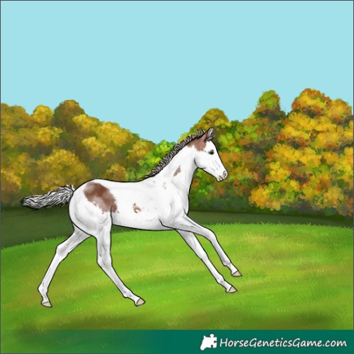 Horse Color:Silver Bay Splash Tobiano