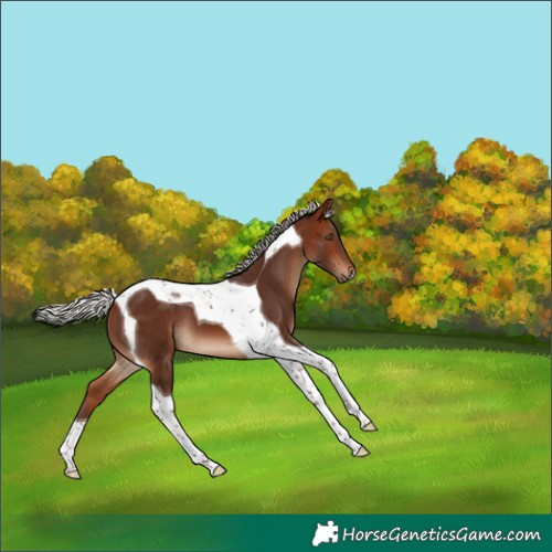 Horse Color:Silver Brown Tobiano 