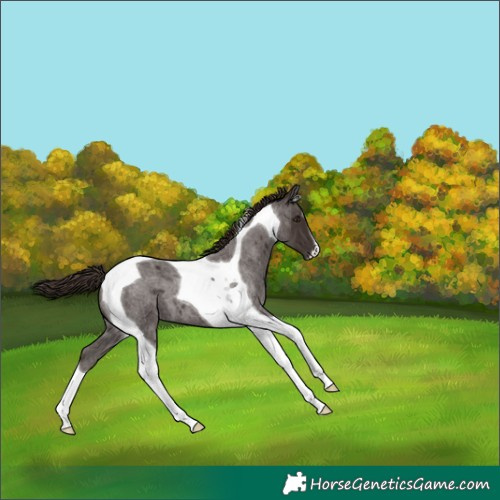 Horse Color:Liver Red Roan Tobiano 
