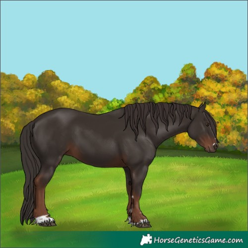 Horse Color:Liver Chestnut 