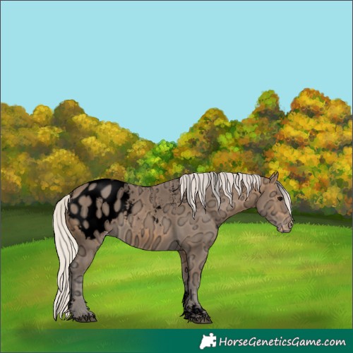 Horse Color:Powder White Void Silver Buckskin Ice Appaloosa