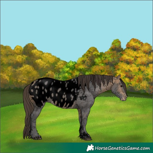 Horse Color:Powder White Void Buckskin Ice Appaloosa