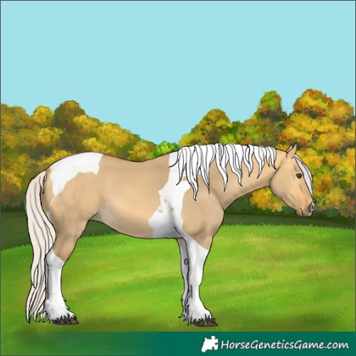 Horse Color:Silver Buckskin Dun Tobiano 