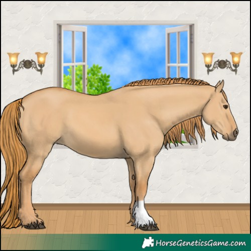 Horse Color:Red Dun 
