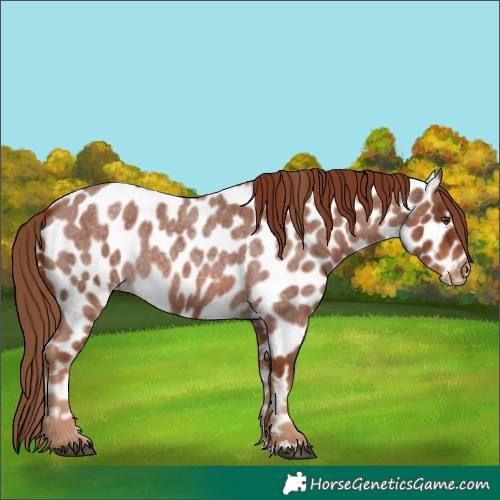 Horse Color:Red Roan Near Leopard
