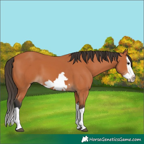 Horse Color:Unknown 