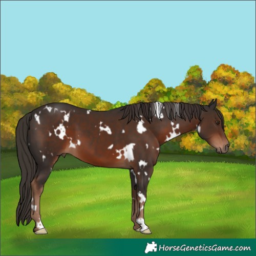 Horse Color:White Spotted Liver Chestnut