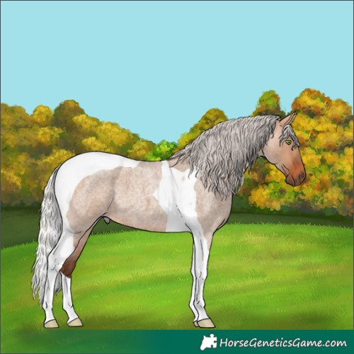 Horse Color:Silver Bay Roan Dun Tobiano