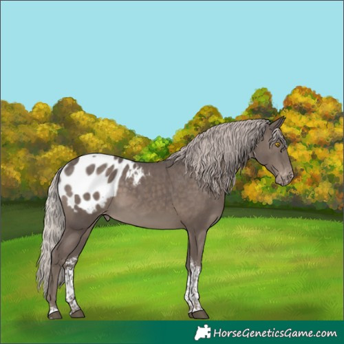 Horse Color:Silver Black Sabino Tobiano Appaloosa 
