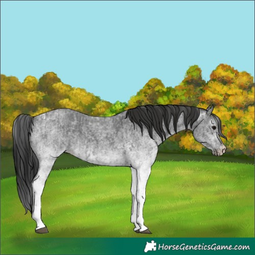 Horse Color:White Spotted Blue Roan Rabicano and Gray White Spotted Blue Roan Rabicano