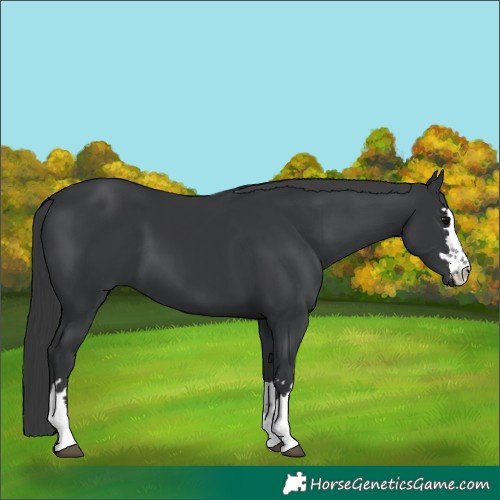 Horse Color:Black 