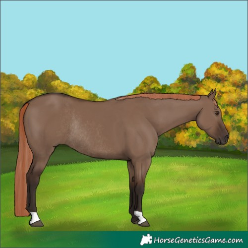 Horse Color:Liver Red Dun Rabicano 