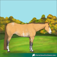 Horse Color:Buckskin Sabino Varnish