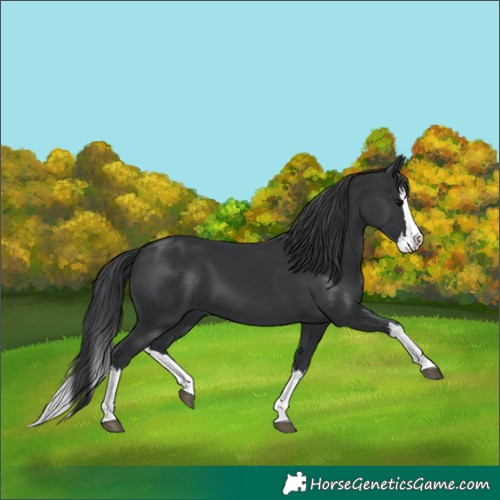 Horse Color:Black Splash