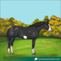 Horse Color:Black Splash Frame 