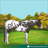 Horse Color:Liver Chestnut Tobiano Frame Appaloosa