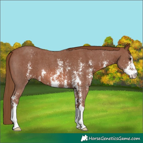 Horse Color:Chestnut Sabino 