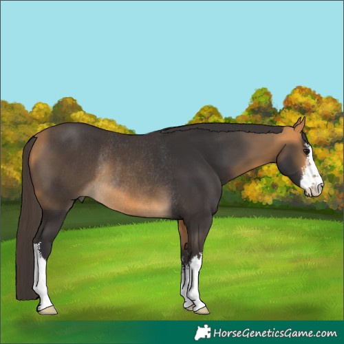 Horse Color:White Spotted Buckskin Rabicano