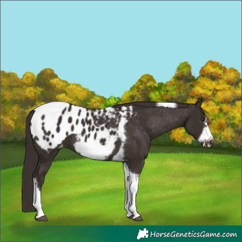 Horse Color:Liver Chestnut Tobiano Frame Appaloosa Rabicano