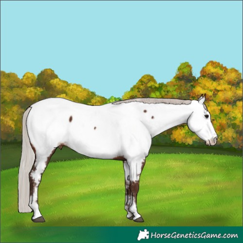 Horse Color:Silver Bay Sabino Frame Near Fewspot