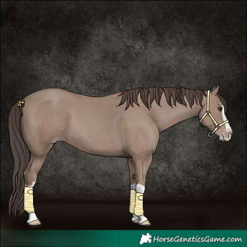 Horse Color:Classic Champagne Splash 