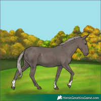 Horse Color:Silver Black