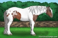 Horse Color:Bay Tobiano Appaloosa 