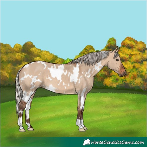 Horse Color:White Spotted Silver Brown Dun