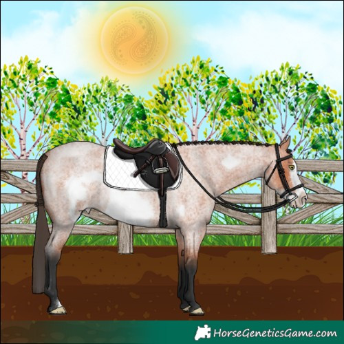 Horse Color:Bay Roan Frame Appaloosa 