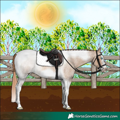 Horse Color:Red Dun Roan Splash Tobiano Frame