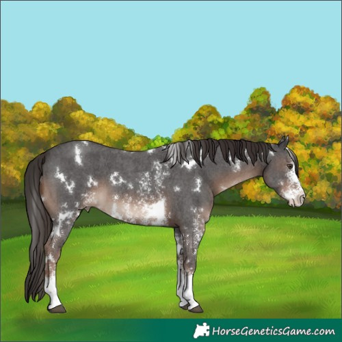 Horse Color:White Spotted Liver Chestnut Sabino