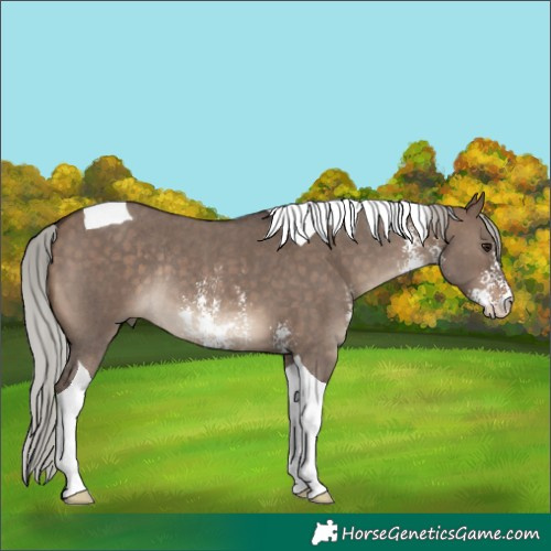 Horse Color:Silver Brown Dun Sabino Tobiano Rabicano 