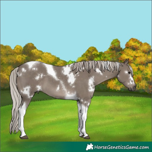 Horse Color:White Spotted Silver Grullo Tobiano 