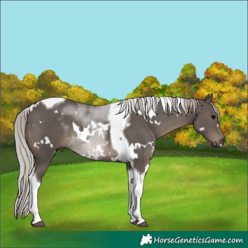 Horse Color:White Spotted Silver Black Tobiano Rabicano 