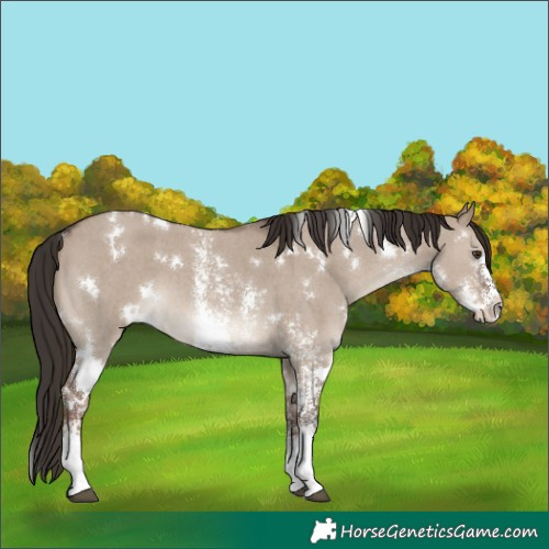 Horse Color:White Spotted Liver Red Dun Sabino 