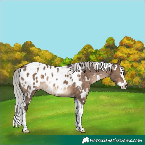 Horse Color:White Spotted Silver Brown Dun Splash Tobiano Blanket Rabicano