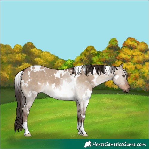Horse Color:White Spotted Liver Red Dun