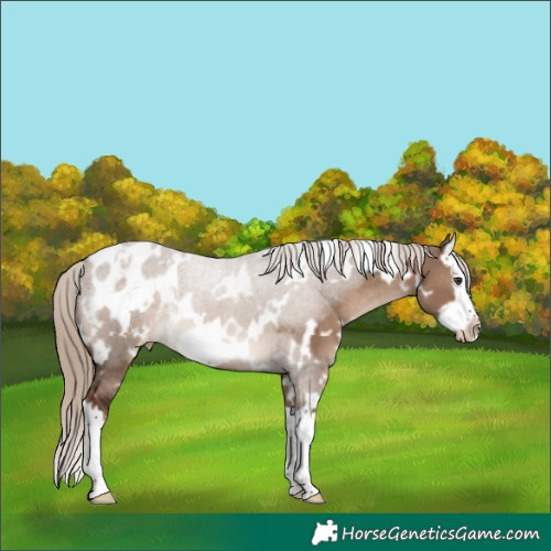 Horse Color:White Spotted Liver Red Dun Splash Frame Blanket Rabicano