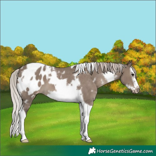 Horse Color:White Spotted Silver Grullo Splash Tobiano Frame Blanket 