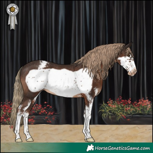 Horse Color:Liver Chestnut Sabino Frame Snowcap Rabicano