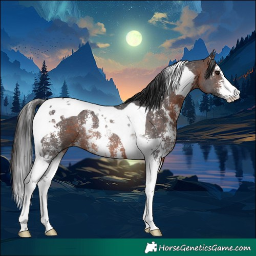 Horse Color:Brown Sabino Tobiano Appaloosa Rabicano 