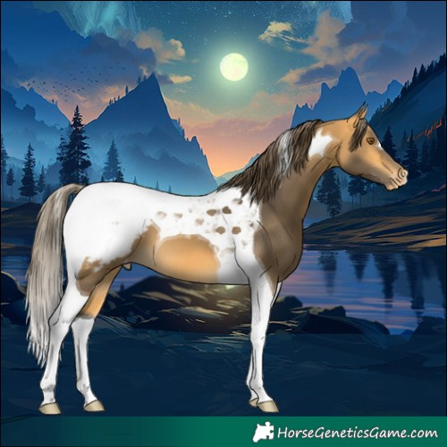 Horse Color:Buckskin Tobiano Appaloosa